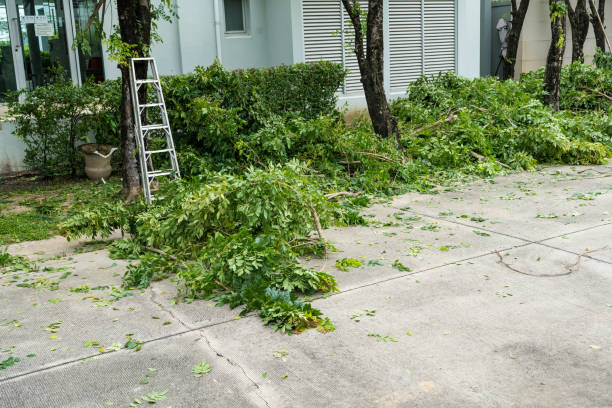 Why Choose Our Tree Removal Services in Madera, CA?